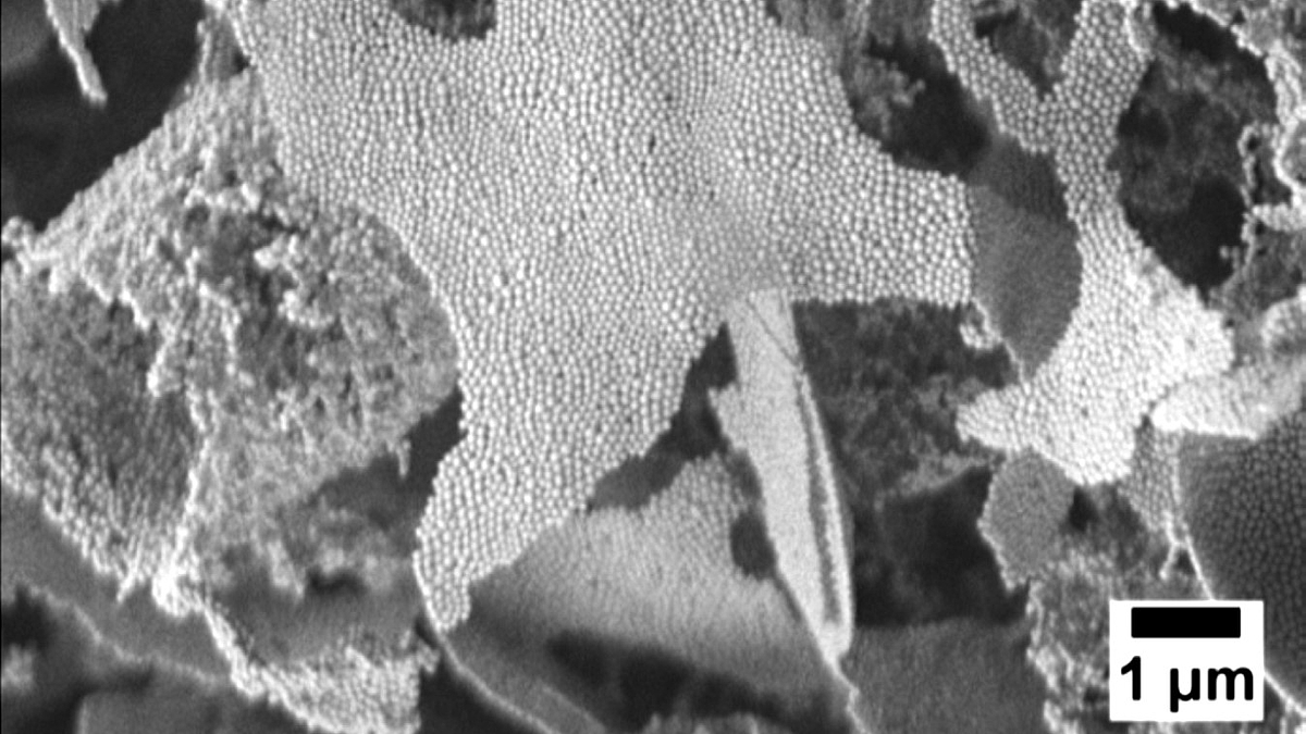 Rasterlektronenmikroskopische Aufnahme von cryogelierten Nanopartikeln. Die typischen blätter- und röhrenartigen Strukturen eines Cryogels sind erkennbar.